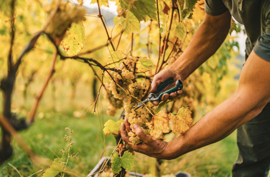 Il fascino di settembre per gli appassionati di vino