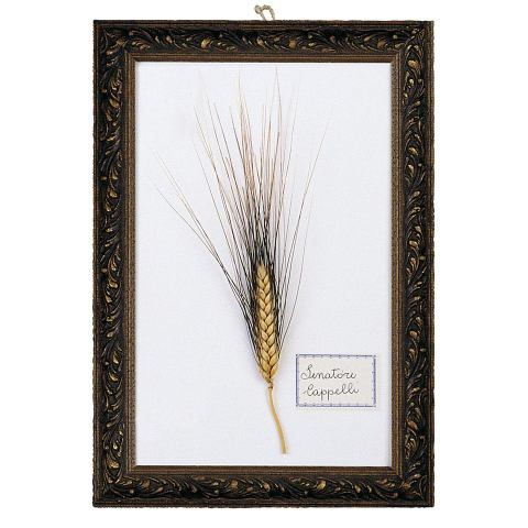senatore cappelli grano macinato