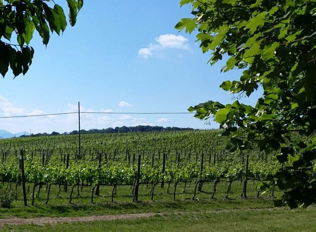 PIETRASINA - VINO BIOLOGICO ROSSO ESINO DOC
