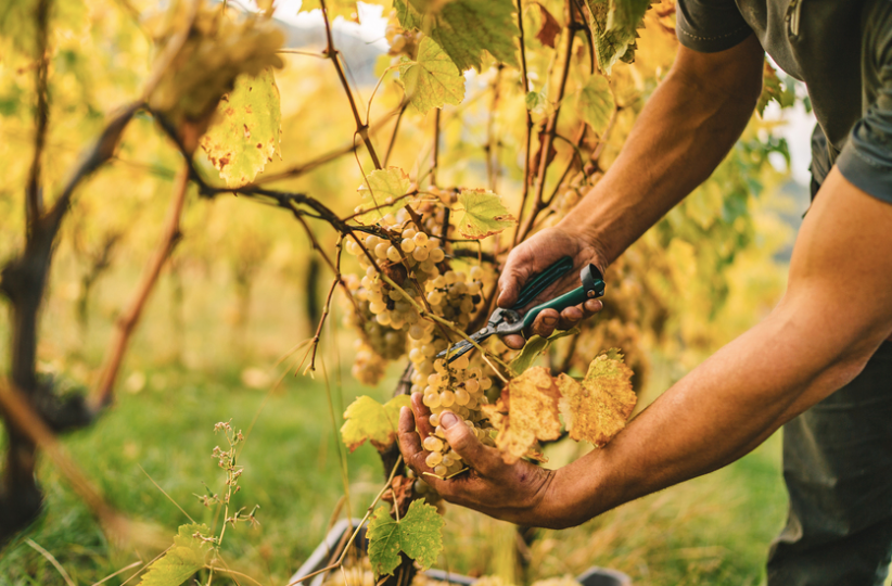 Il fascino di settembre per gli appassionati di vino