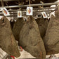 Gourmet-gewürztes Kissen aus handwerklicher Produktion – 1,3 kg